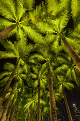 Walk way with coconut trees beside at parks and outdoor of marina bay singapore