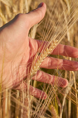 Male hand in holding barley ear in barley field