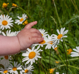 Small child hand touches the daisies