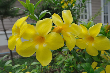 Obraz premium Yellow flower.