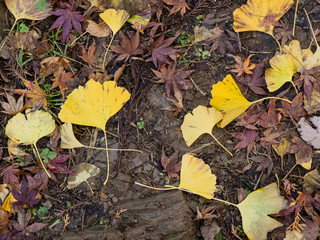 Naklejka premium 落ち葉