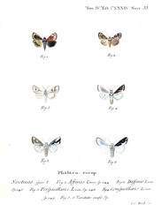 Illustration of butterflies
