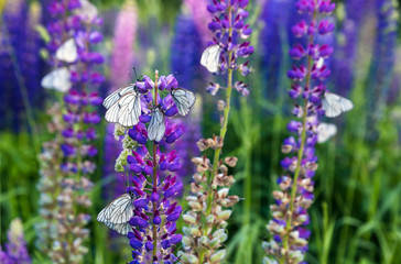Butterflies with white wings are sitting on the stem of a plant