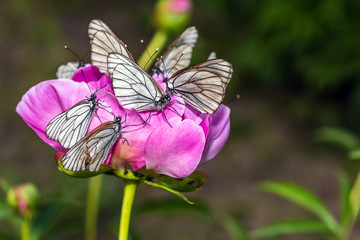 Butterflies with white wings are sitting on a peony flower