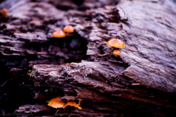Mushrooms