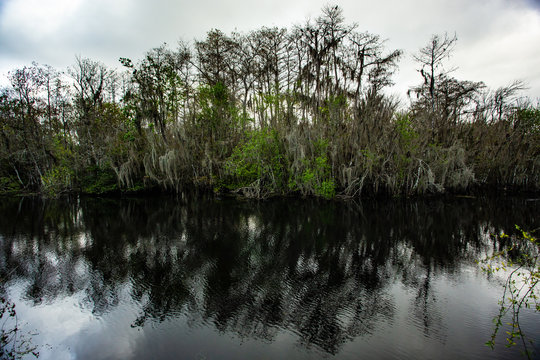 Dramatic Shot Of Cypress Tress