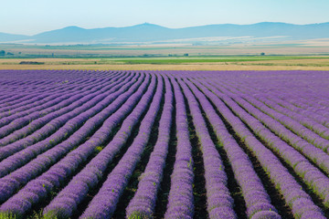 Obraz na płótnie Canvas Lavender flower blooming scented fields in endless rows
