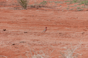 Vogel im Wadi Rum