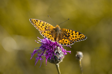 Schmetterling / Perlmutterfalter