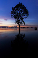 the tree in the lake and the sunset
