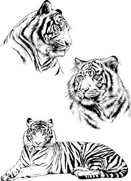 set of vector drawings on the theme of predators tigers are drawn by hand with ink tattoo logos