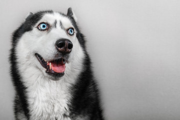 Siberian husky dog isolated on gray. Portrait confused funny sled-dog with blue eyes and with...