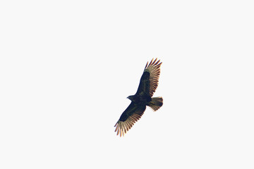 Buzzard flying in front of a white sky