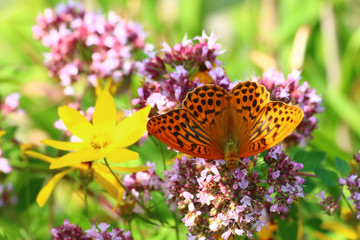 Kaisermantel (Argynnis paphia)