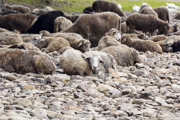 Sheep sleep on the river bank.