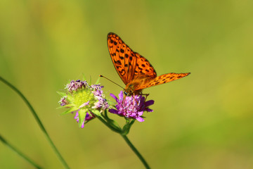 Kaisermantel (Argynnis paphia)