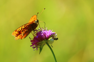 Kaisermantel (Argynnis paphia)