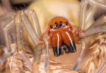 Porträt einer aggressive Cheiracanthium punctorium