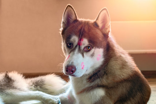Portrait brown Siberian husky with red lipstick marks kiss on head. Husky dog looking at camera. Cute sled-dog lies in warm sunlight from window.
