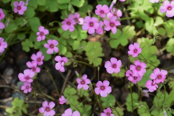 Jointed woodsorrel(Pink sorrel)