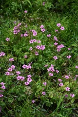 Jointed woodsorrel(Pink sorrel)