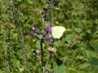 yellow butterfly brimstone blossom of a thistle
