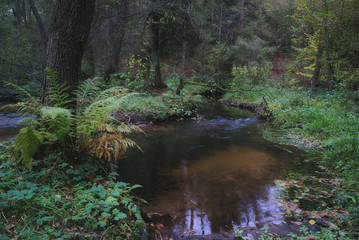Leśne źródło © Tomek Kiecana