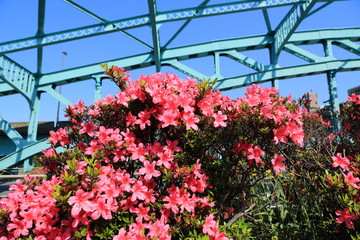 ツツジの花と千住大橋