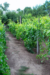 Fototapeta na wymiar Beautiful young unripe grapes at summer