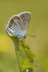 Silver-studded Blue butterfly - Plebejus argus, beautiful colored buttefly from European meadows and grasslands.