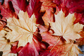 Naklejka na ściany i meble Maple leaves over rustic wooden background. The concept of fall and november.