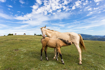 L'heure de la tête, chevaux en liberté