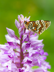 Melitaea cinxia & Orchis militaris