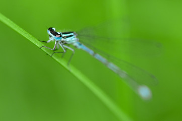 Firefly