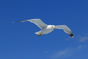 Fototapeta na wymiar Larus michahellis. Seagull in free flight