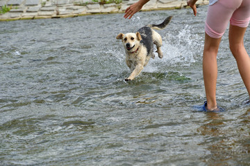 Dog jumping in the river  