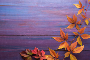 Branch of colorful autumn leaves  (Virginia creeper) on wooden board. Beautiful autumn background.