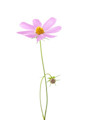 Light pink Cosmos flower  isolated on white background. Garden Cosmos