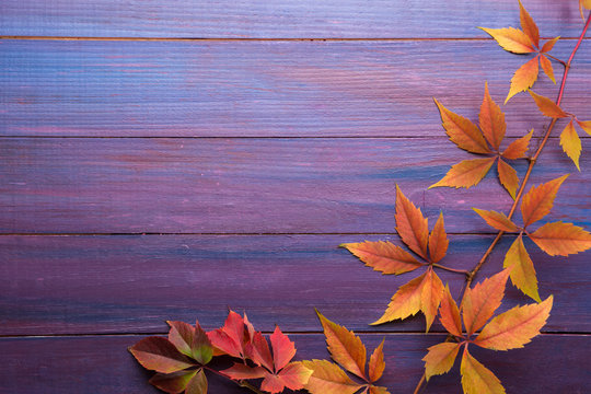 Branch of colorful autumn leaves  (Virginia creeper) on wooden board. Beautiful autumn background.