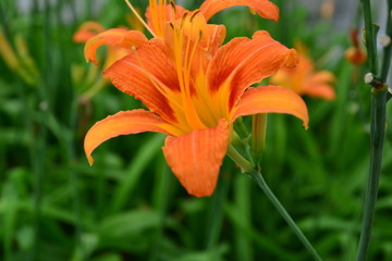Lilie, Gelbrote Taglilie (Hemerocallis fulva) © jennre