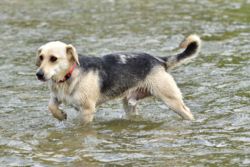 Dog to splash in water during hot summer