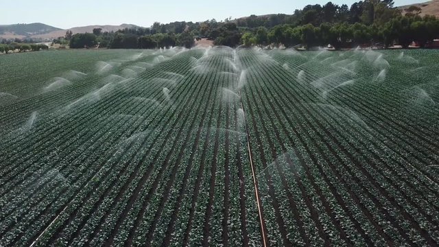 Field vegetables growing watering in California 4