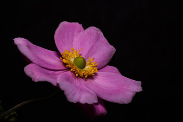 Naklejka premium abstract flower
