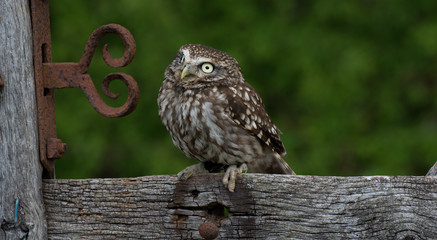 little owl