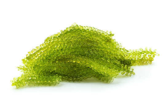 Oval sea grapes seaweed, Close up Green Caviar isolated on white background
