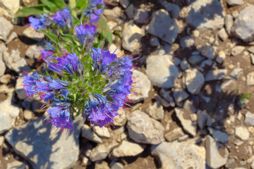 Cornflower grows on stones