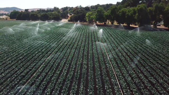 Field vegetables growing watering in California 3