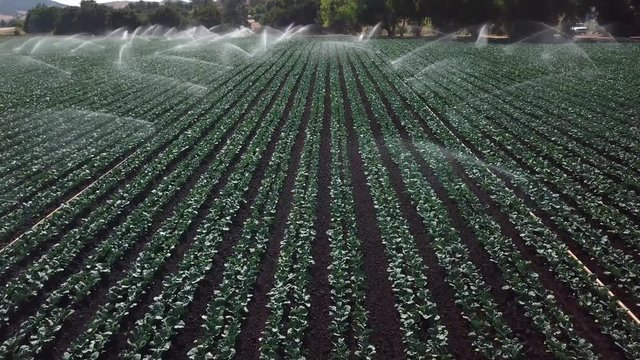 Field vegetables growing watering in California 2