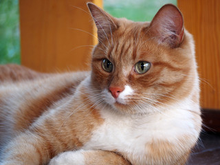 red cat with green eyes