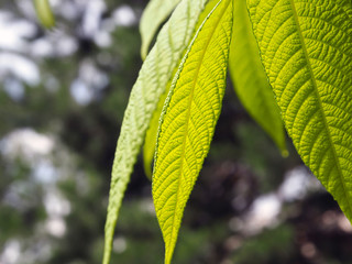 sunlight passes through walnut leaves